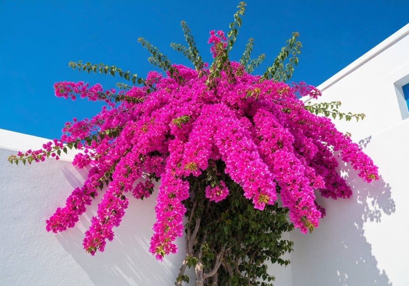 Bougainvillea